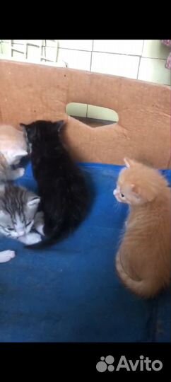Котята крупнята