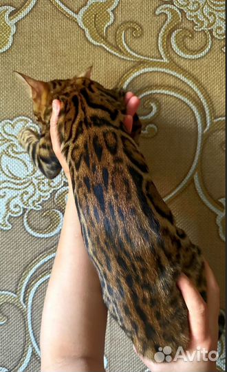 Бенгальские котята