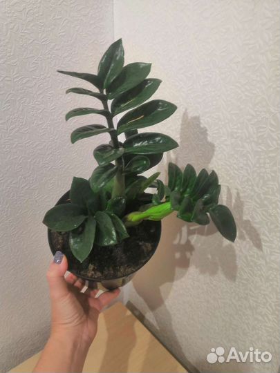 Замиокулькас зензи жук