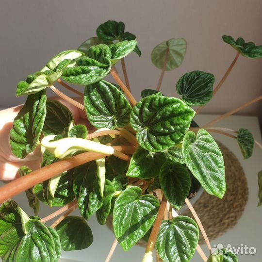 Комнатные цветы