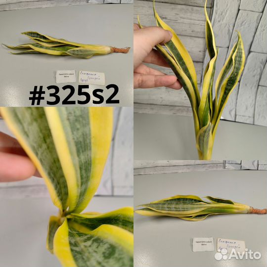 Сансевиерия yellow thrive и katana