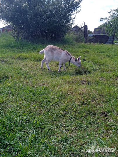 Продам козлят, коз