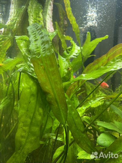 Аквариумное растение