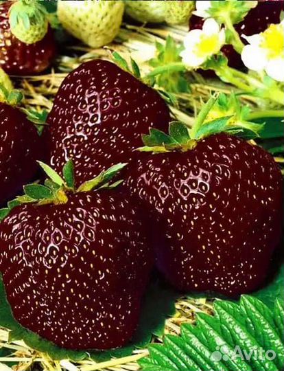 Клубника Купчиха