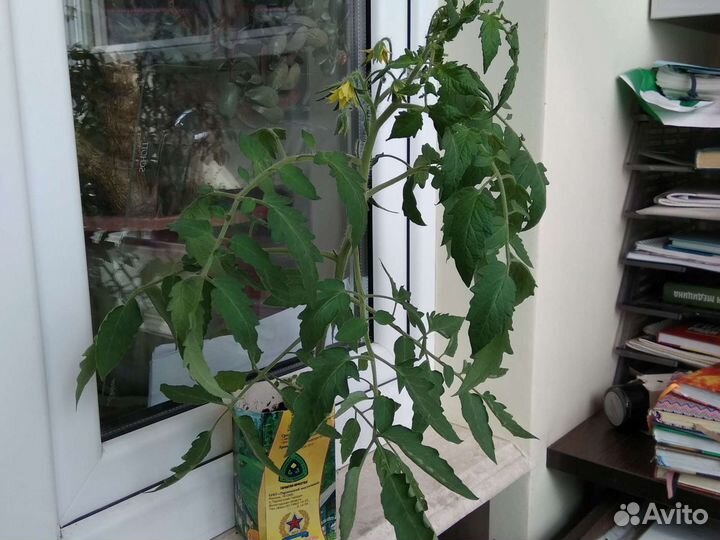 Рассада помидоров томатов