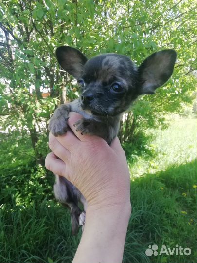 Супер мини чихуахуа