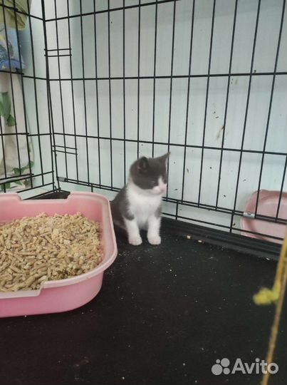 Котенок Егорка