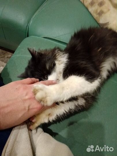 Пришёл кот,очень добрый и ласковый. Меньше года