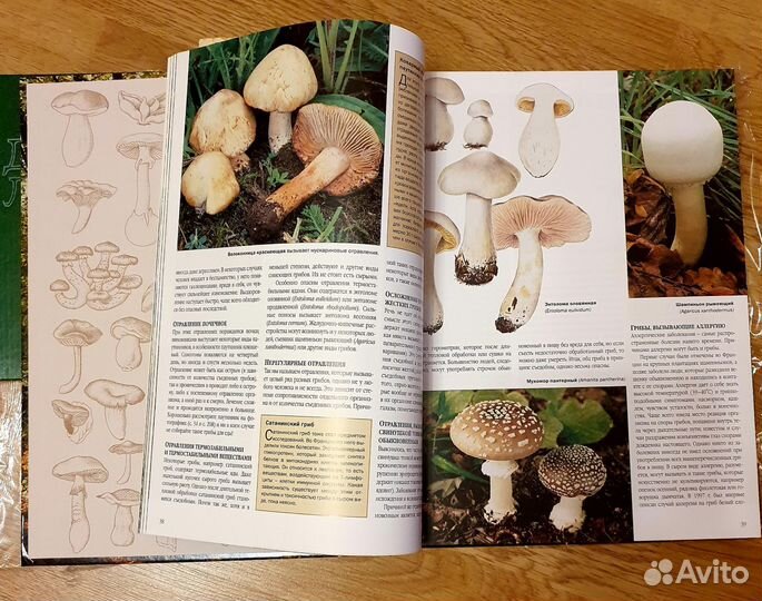 Книги о грибах. Ягоды