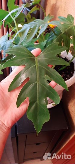 Филодендрон комнатные цветы в Батайске