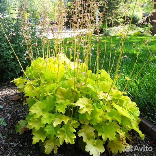 Гейхера Рекс Лайм