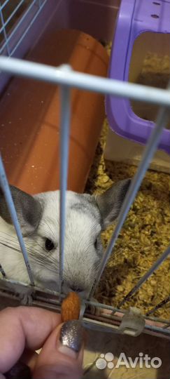 Шиншилла мальчик