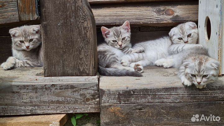 Шотландские котята, вислоухие и манчкин