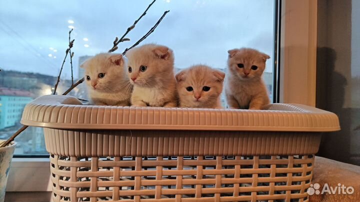 Британская короткошерстная кошка