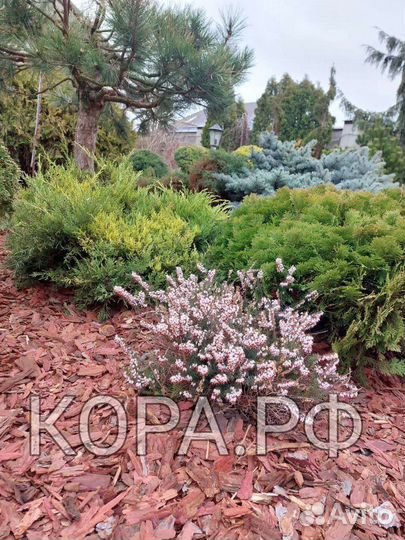 Кора лиственницы мульча