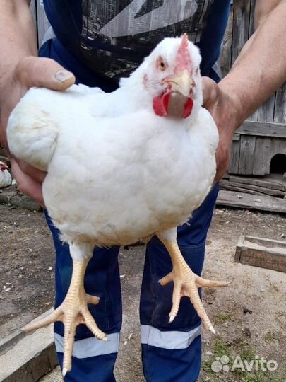 Броллер,Мясо броллера