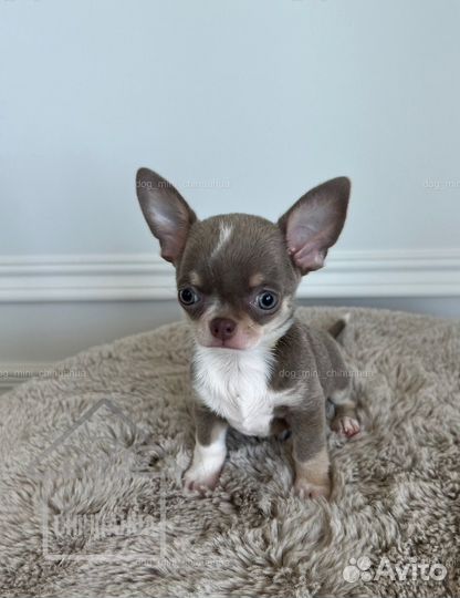 Чихуахуа мини мальчик