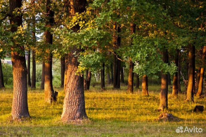 Банные веники