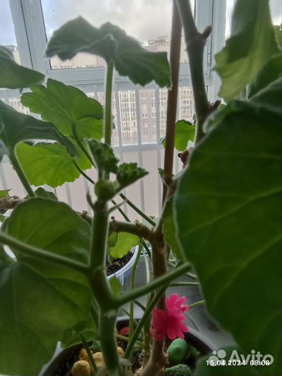 Пеларгония герань, и Жасмин Забронирован до 18.04