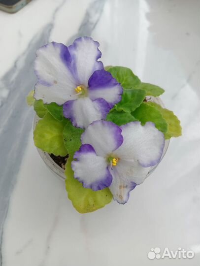 Набор из 3-х цветущих фиалок