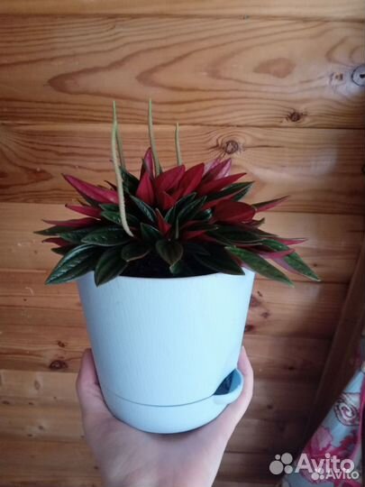 Переромия Россо