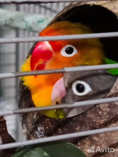 Кокос вываренный