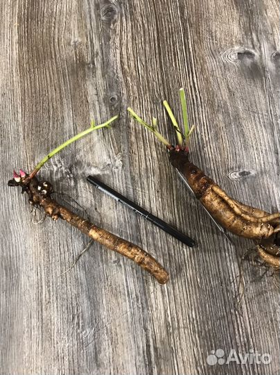 Пионы саженцы