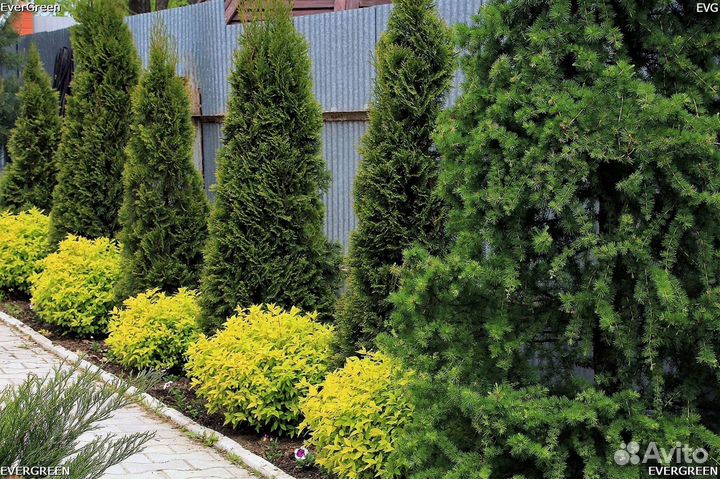 Туи для изгороди