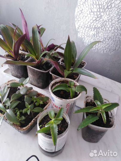 Традесканция рио, коланхоэ, алоэ столетник