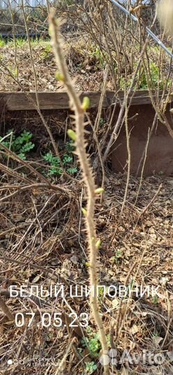 Белый шиповник. Папоротник