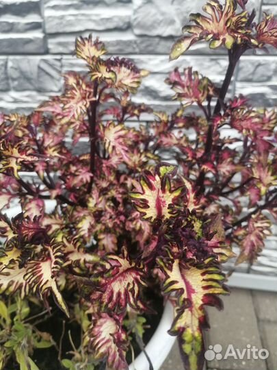 Продаю колеусы, герань