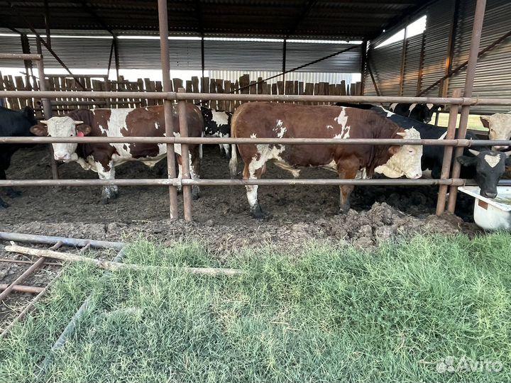 Абердин ангус бычки