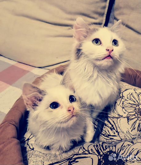 Котята регдолл