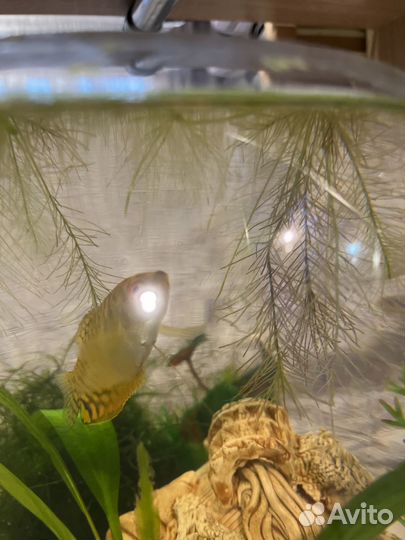 Растение для аквариума Пистия + ряска, + улитка