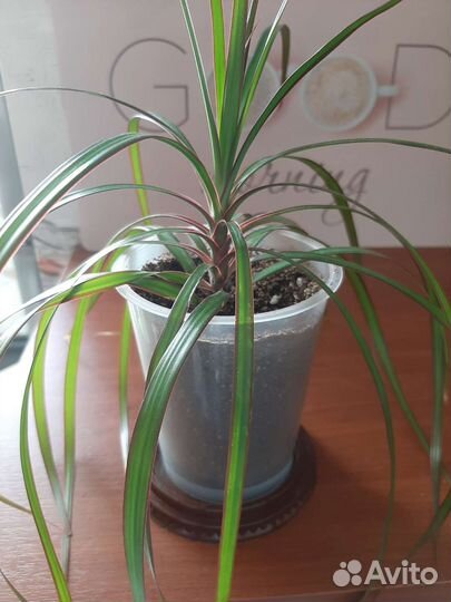 Драцена маргината