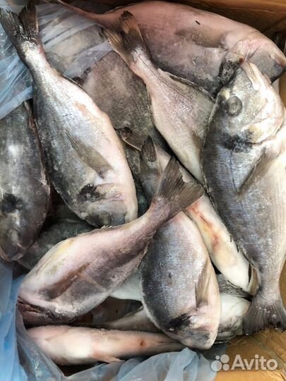 Рыба стейки кижуча,трески,филе горбуши,дорадо