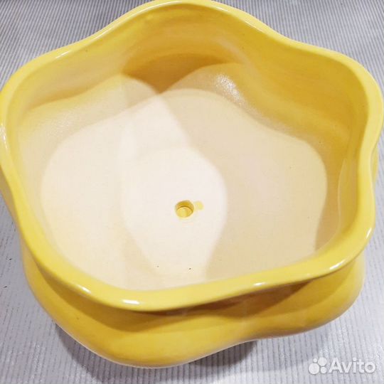 Традесканция альба, зебрина, белая, в горшке