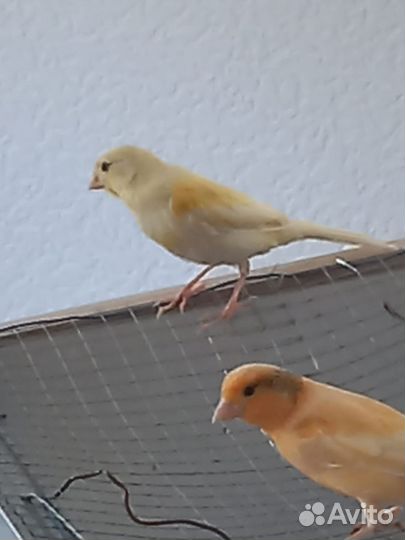 Кенара и канарейки