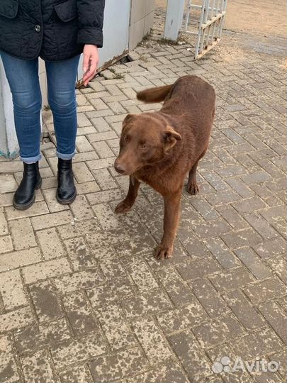 Шоколодный пёс ищет дом, выживает на ж/д вокзале