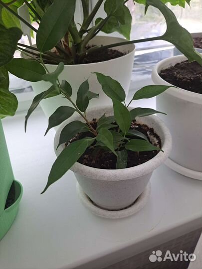 Фикус бенджамина