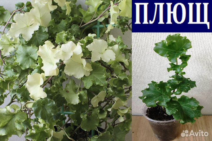 Эписции,плющ,сингониум,эсхинант,стрептокар.,кросса