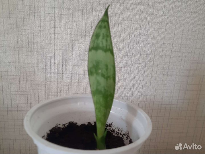 Сансевиерия (щучий хвост)