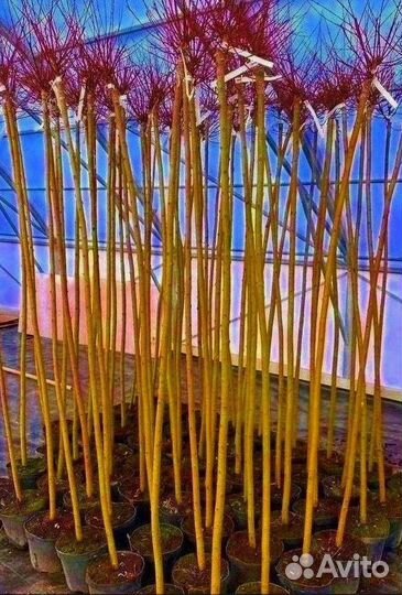 Лиственные на штамбе /В розницу