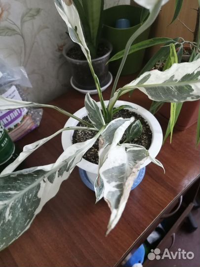 Спатифиллум домино тайский