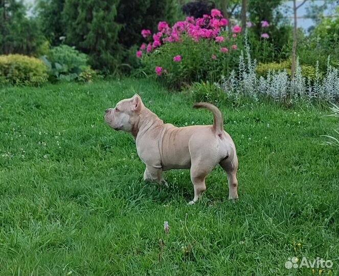 Булли покет