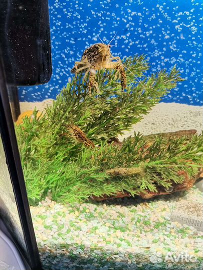 Декоративные раки