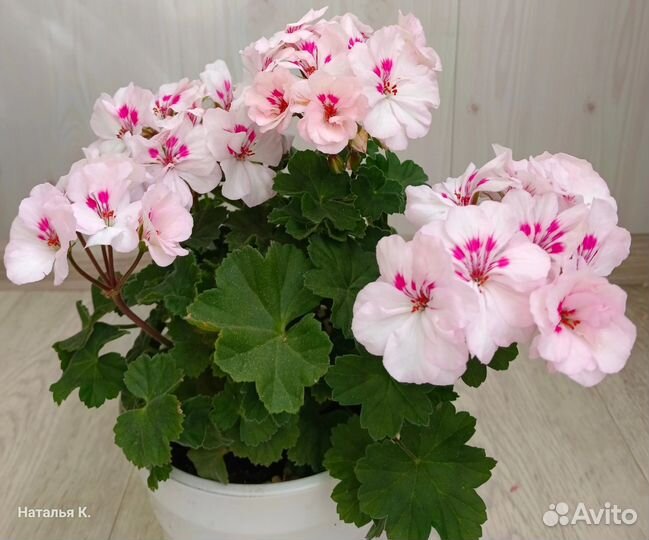 Пеларгония