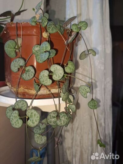 Церопегия вуда