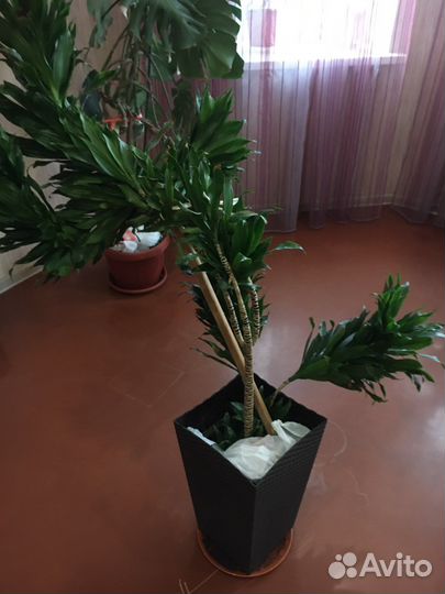 Крупные растения Замиокулькас