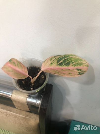 Аглаонемы,домашние,отличная корневая